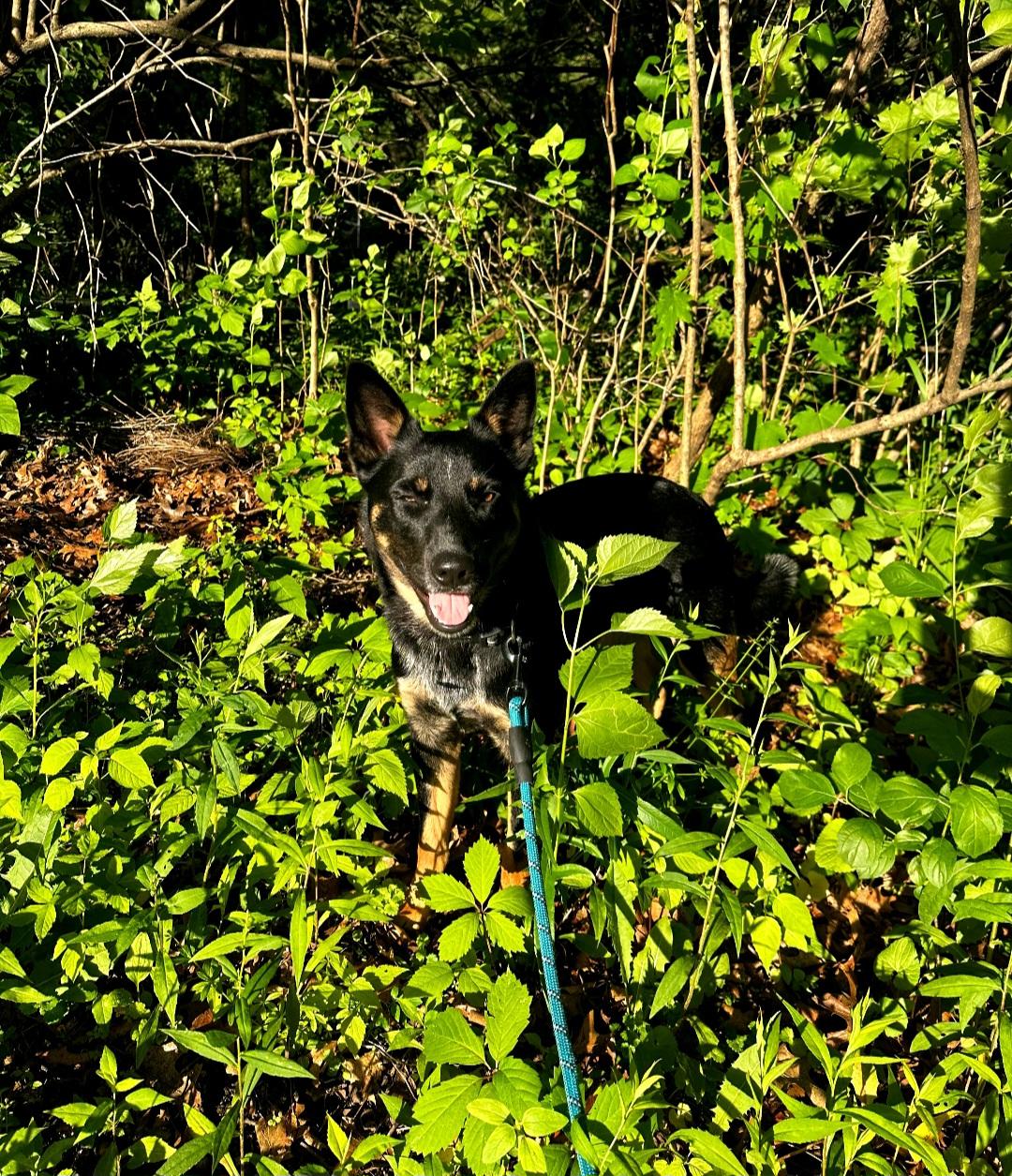 Max, a ADOPTABLE Australian Cattle Dog / Blue Heeler in Durand, WI image 5/6