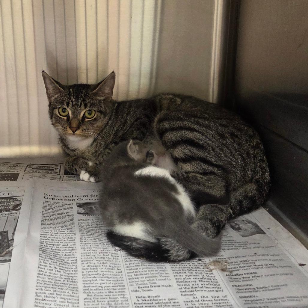 Olivia, Adoptable, Young Female Domestic Short Hair.