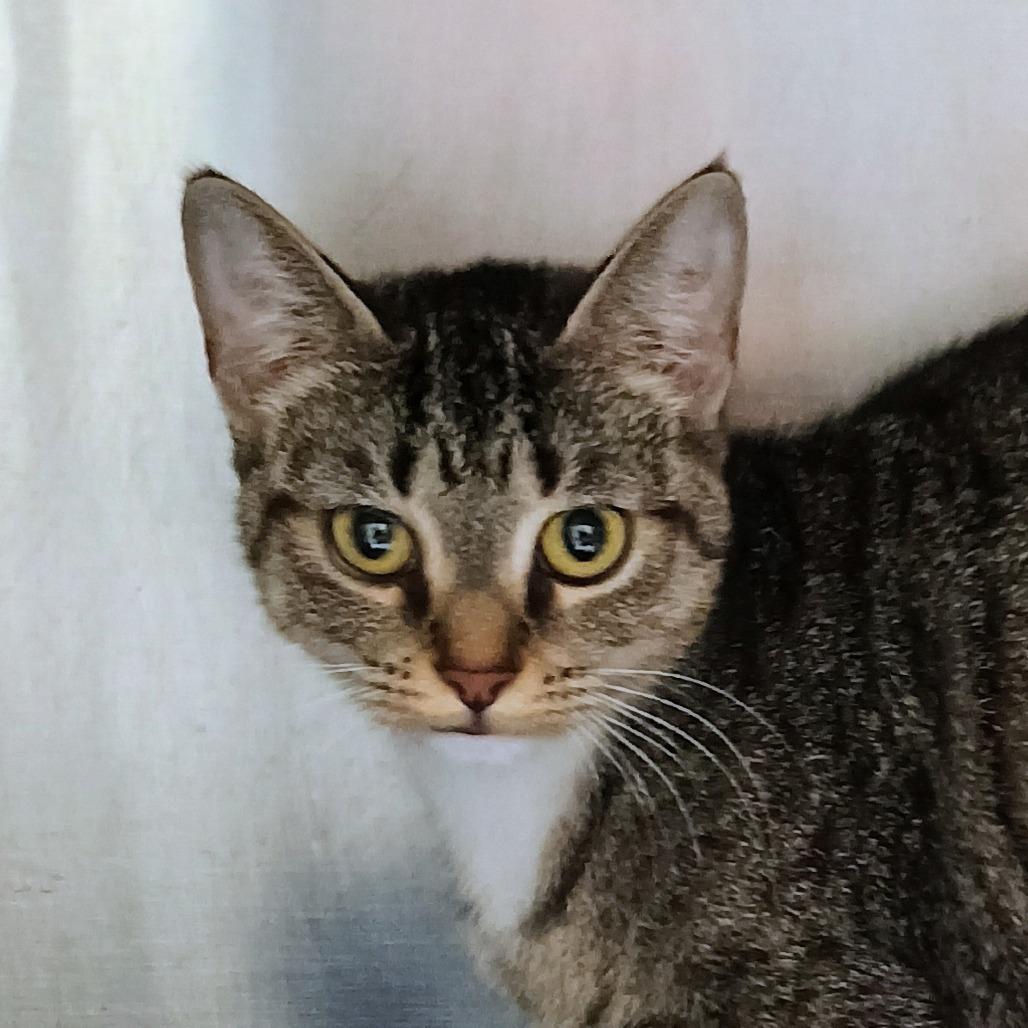 Enlarge Olivia, a Adoptable Domestic Short Hair in Palestine, TX image 3/3