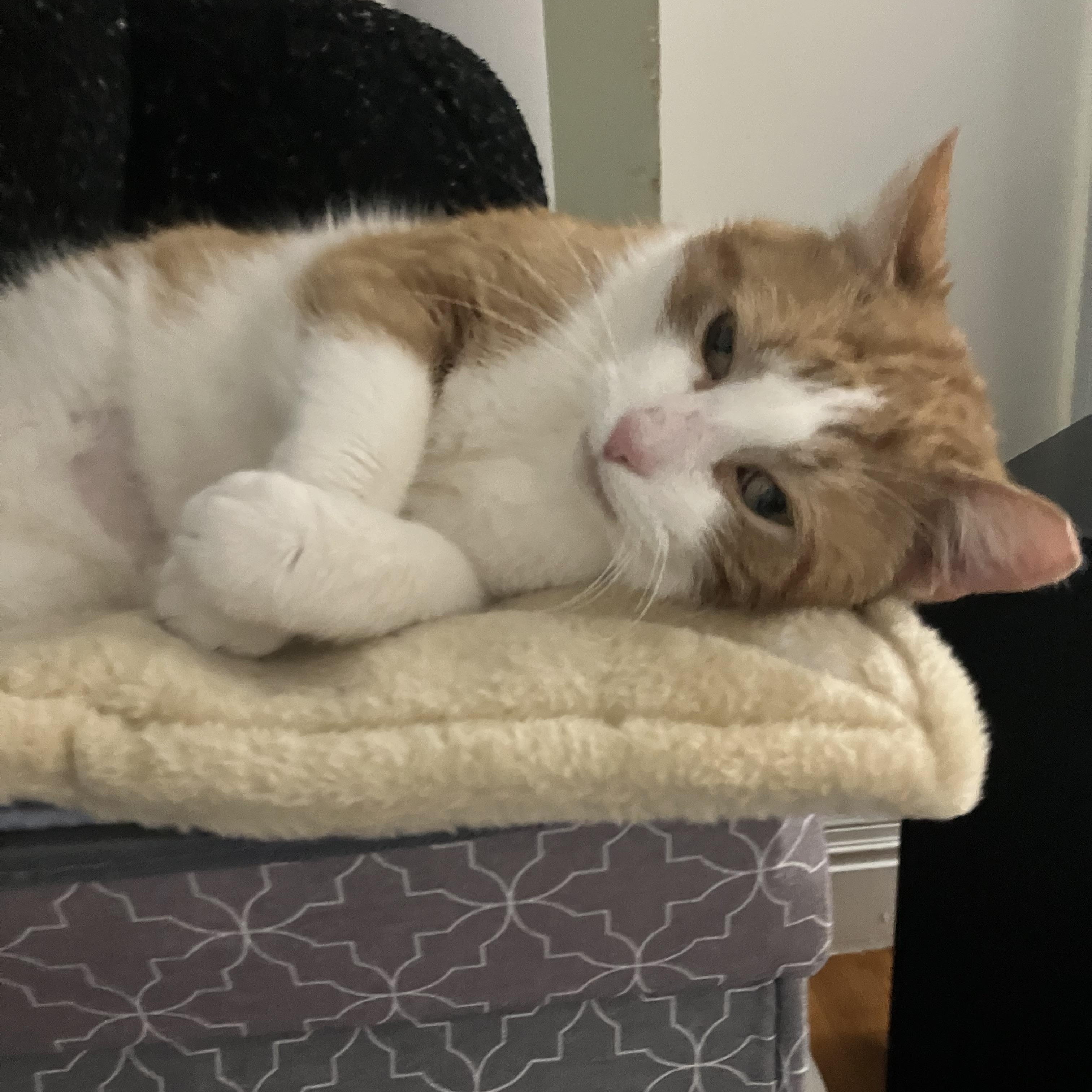 Enlarge Fred, a ADOPTABLE Domestic Short Hair in Rochester, NY image 4/5