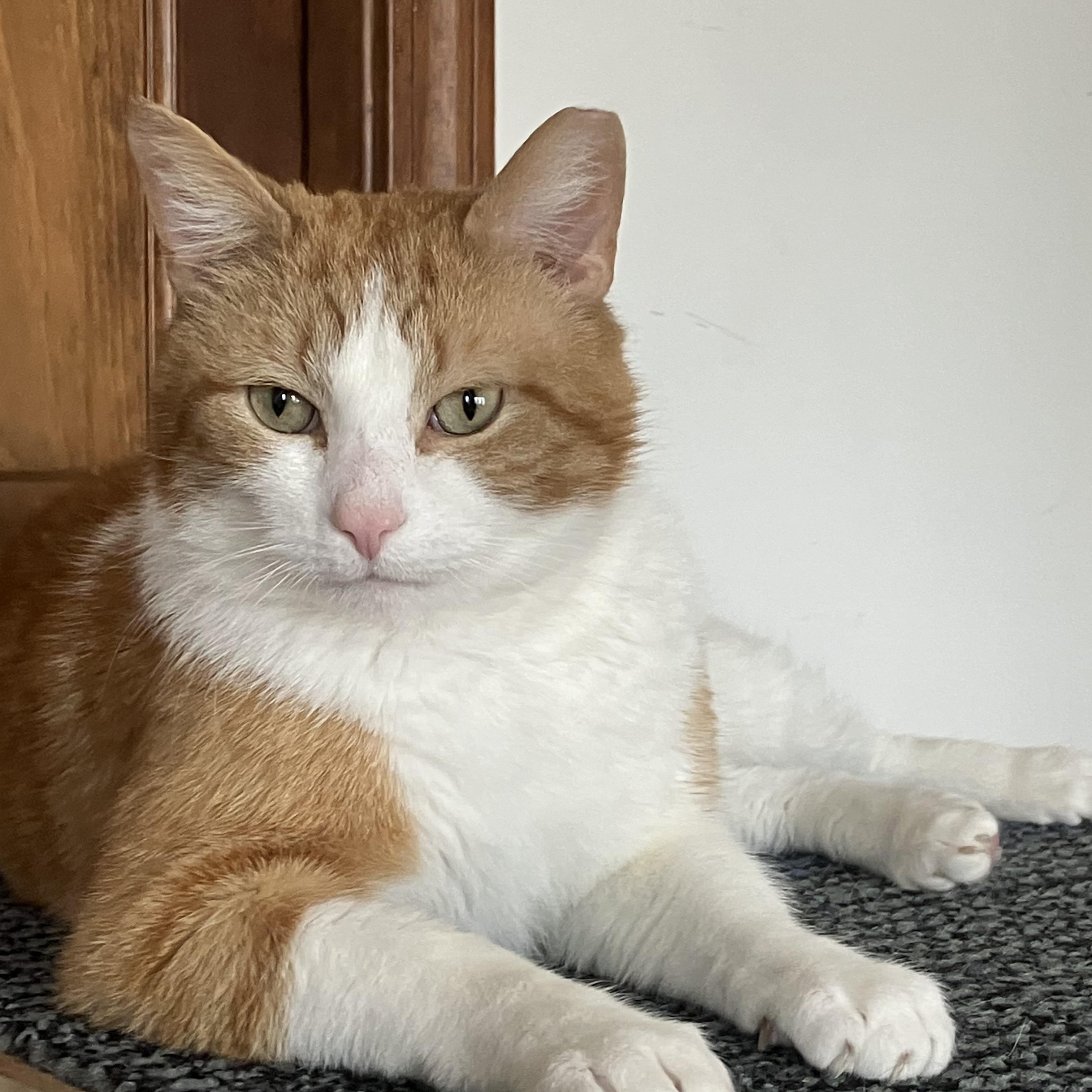 Enlarge Fred, a ADOPTABLE Domestic Short Hair in Rochester, NY image 1/6