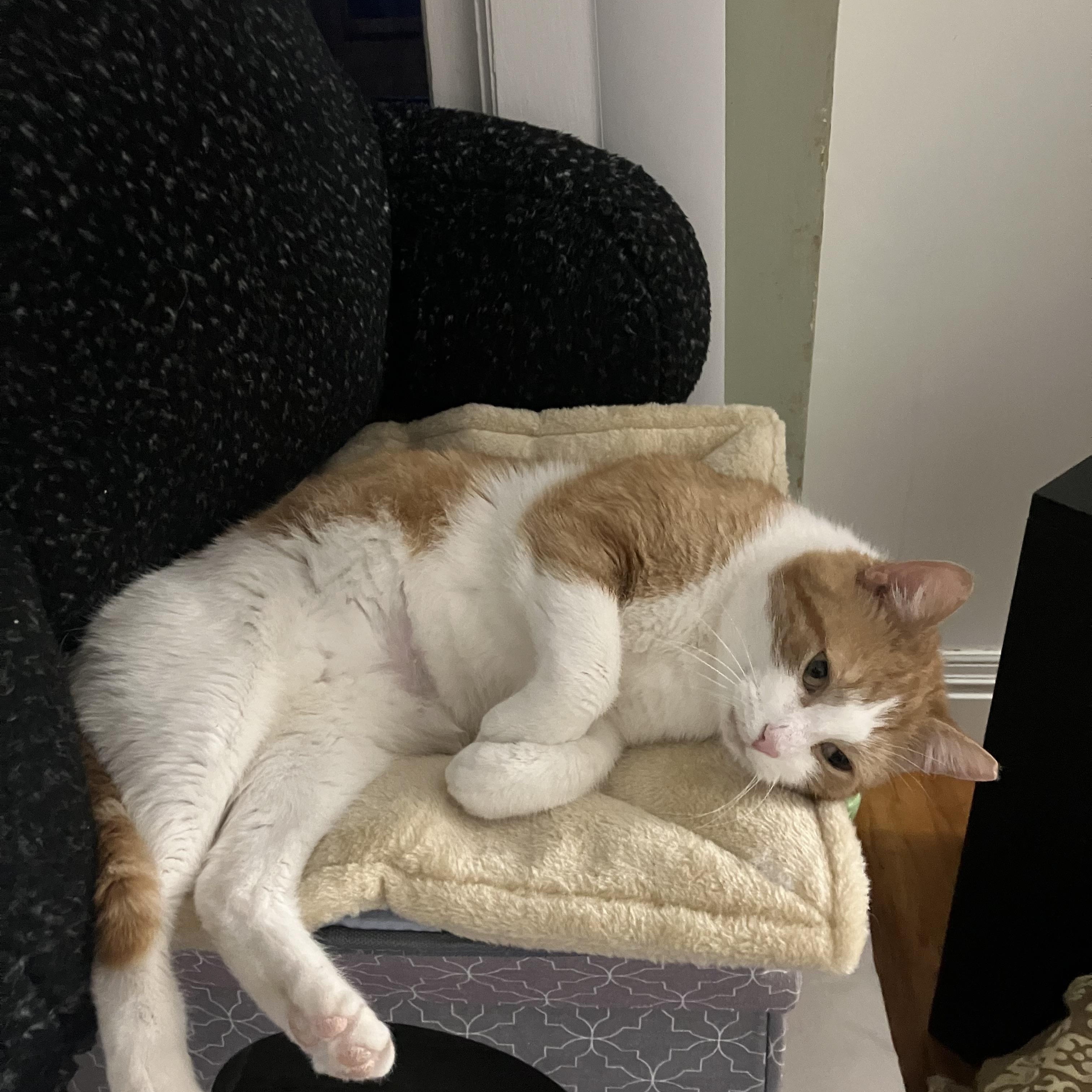 Enlarge Fred, a ADOPTABLE Domestic Short Hair in Rochester, NY image 1/5