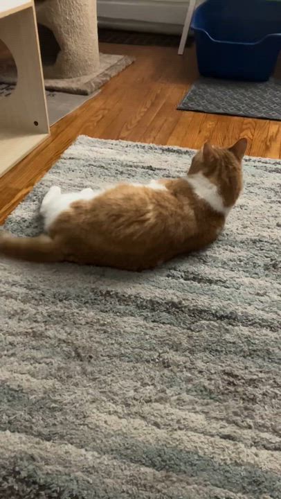 Enlarge Fred, a ADOPTABLE Domestic Short Hair in Rochester, NY video 5/5