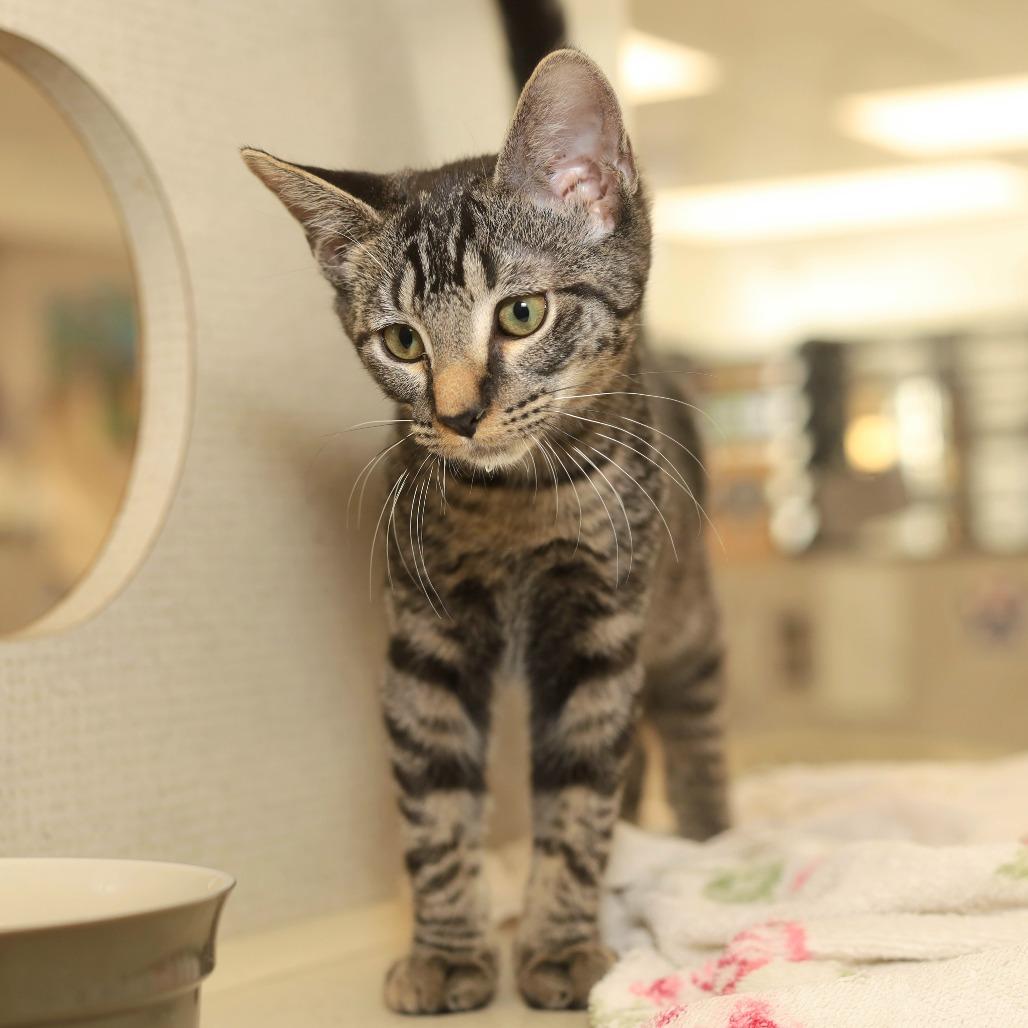 Blanche, Adoptable, Kitten Female Domestic Short Hair.