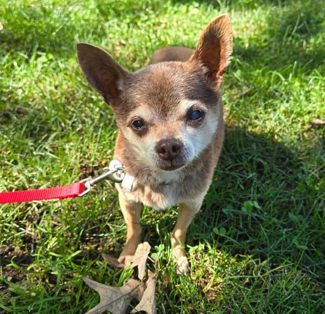 Poncho, Senior Male Chihuahua