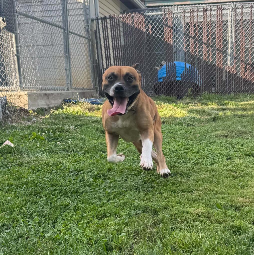 Enlarge Duke, a Adoptable mixed breed in Marion, OH image 1/5