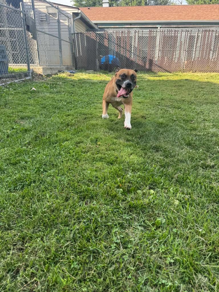 Enlarge Duke, a Adoptable mixed breed in Marion, OH image 2/5