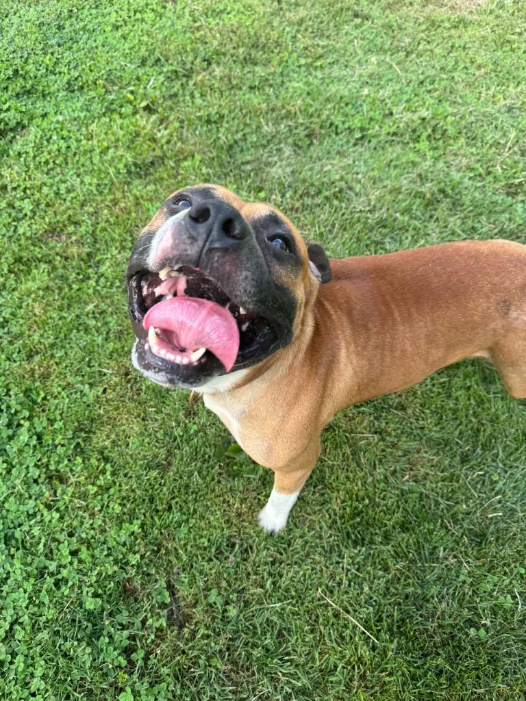 Enlarge Duke, a Adoptable mixed breed in Marion, OH image 3/5