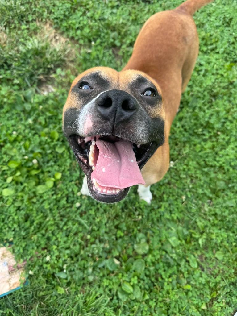 Enlarge Duke, a Adoptable mixed breed in Marion, OH image 4/5