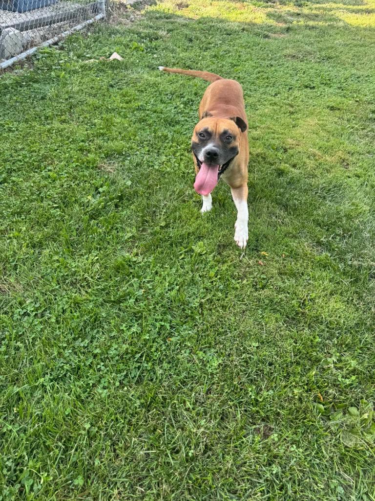 Enlarge Duke, a Adoptable mixed breed in Marion, OH image 5/5