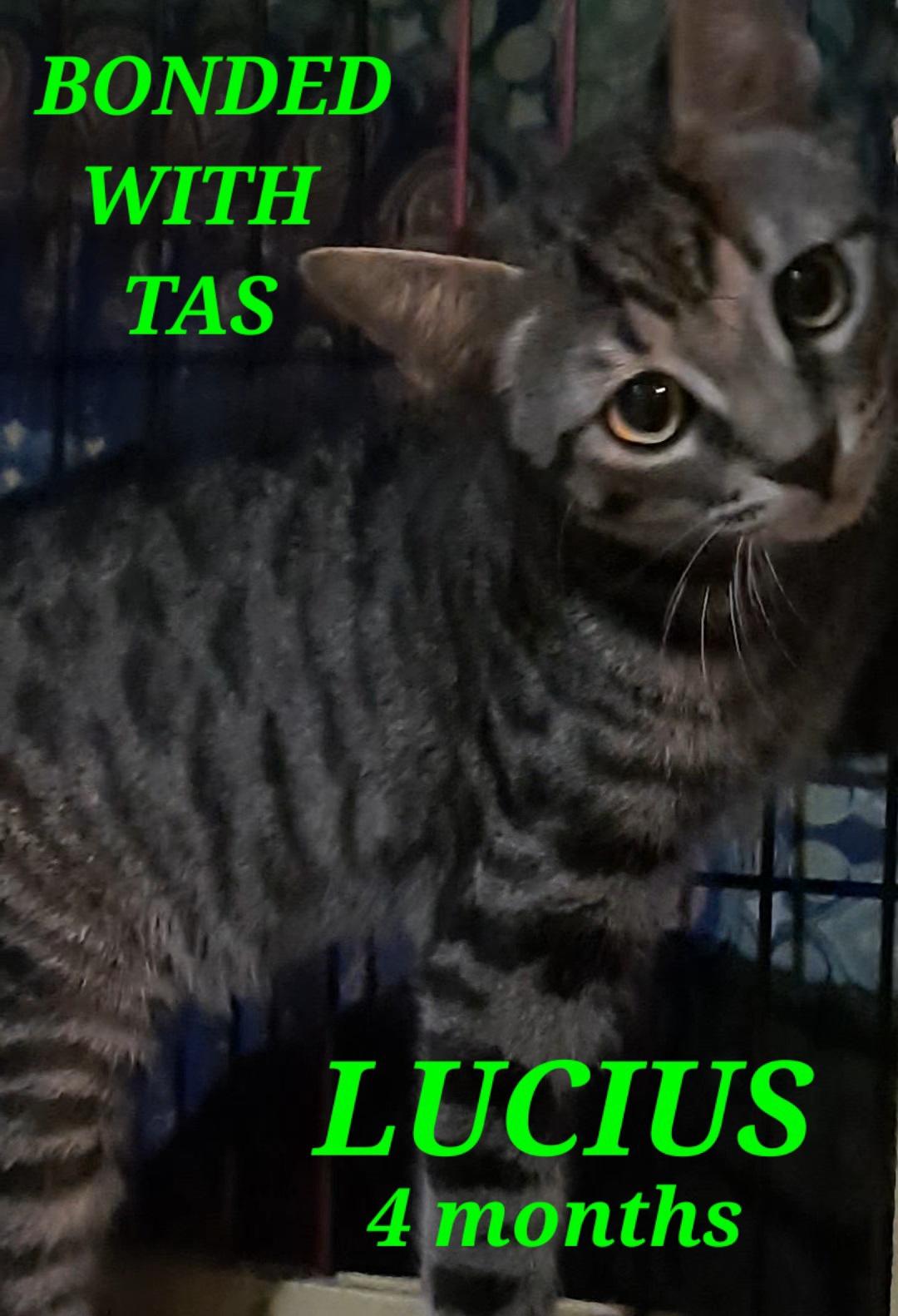 Tas & Lucius, Adoptable, Young Female American Shorthair.