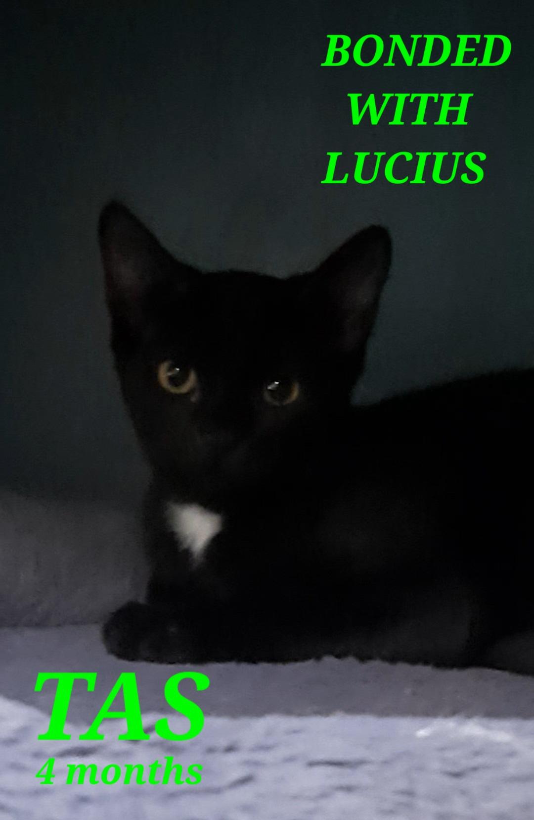 Tas & Lucius, a Adoptable American Shorthair in Eagle Bridge, NY image 2/2