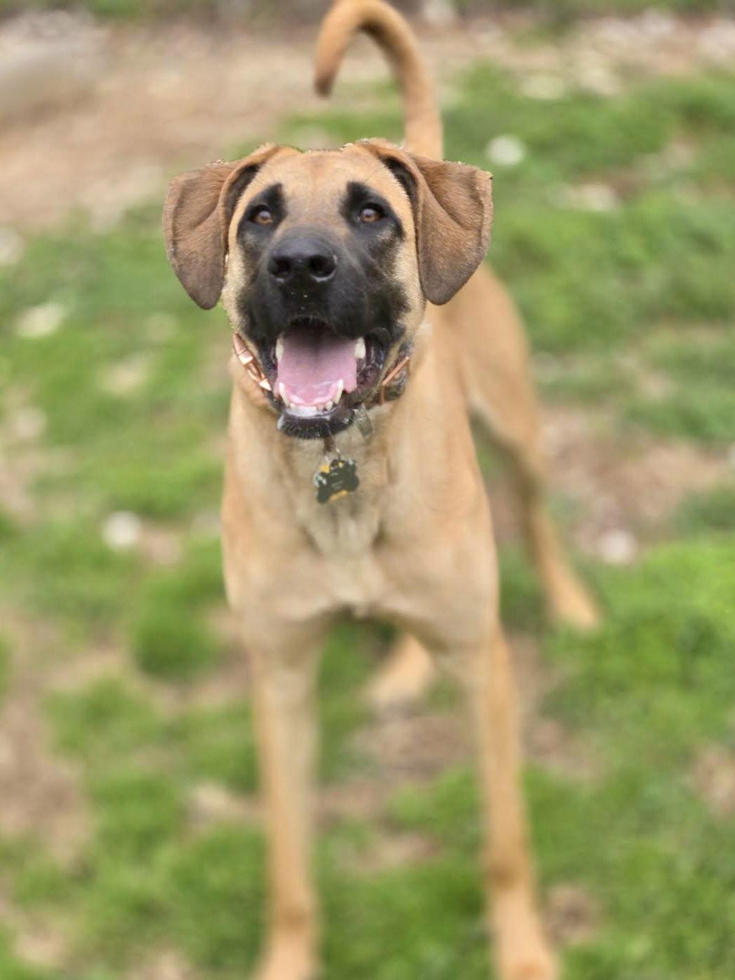 Alma, Adoptable, Young Female Mixed Breed.