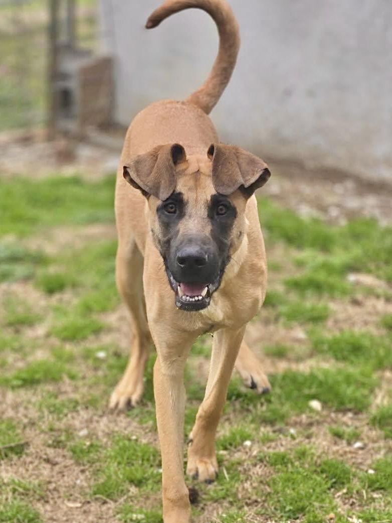 Enlarge Alma, a Adoptable Mixed Breed in Chatsworth, GA image 2/3