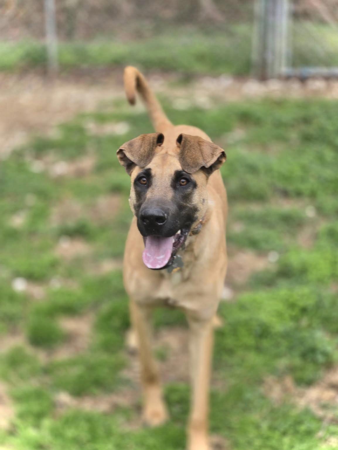 Enlarge Alma, a Adoptable Mixed Breed in Chatsworth, GA image 3/3