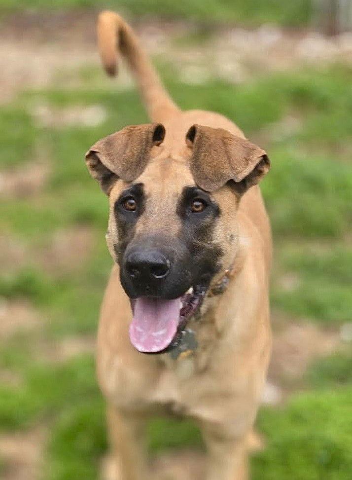 Alma, Adoptable, Young Female Mixed Breed.