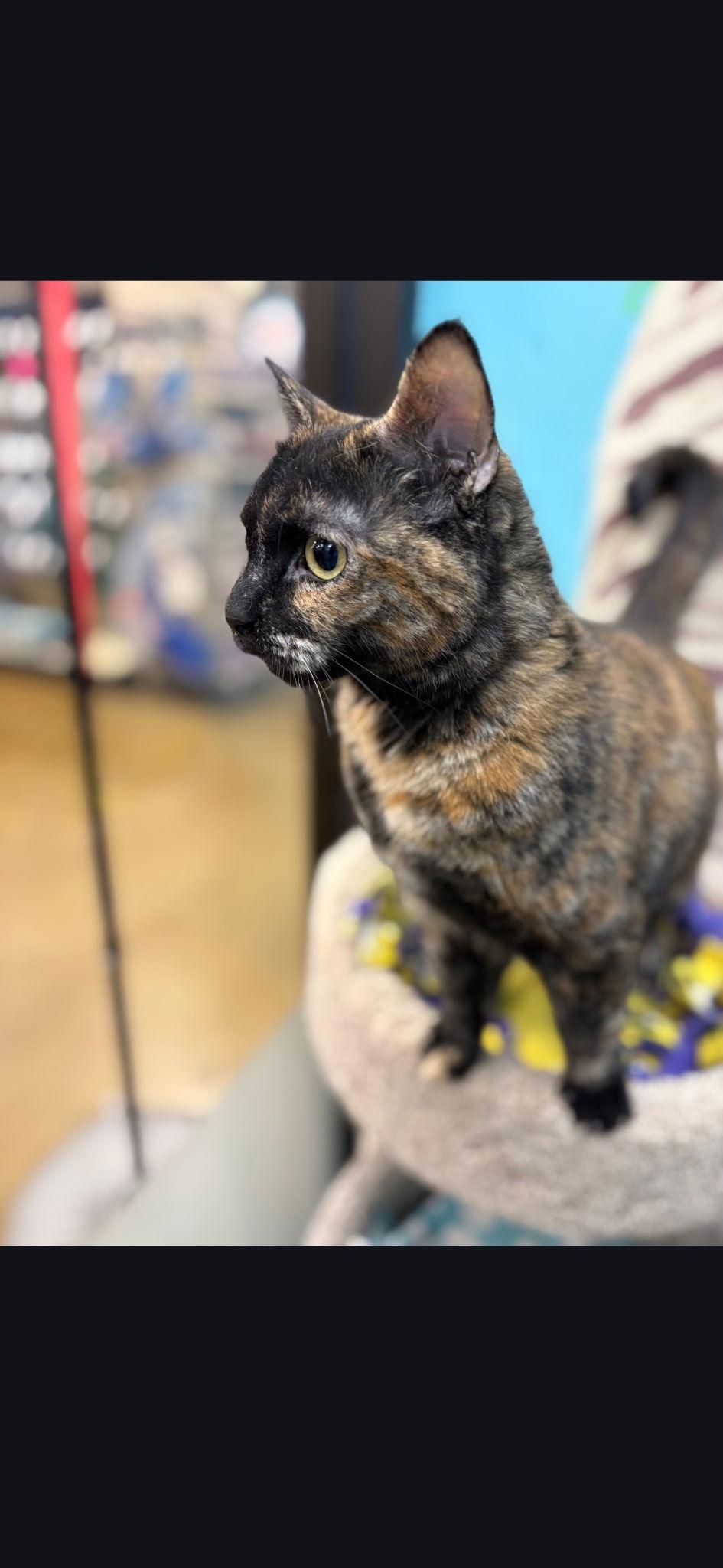 Enlarge Valentine, a Adoptable Domestic Short Hair in Wheaton, IL image 1/3