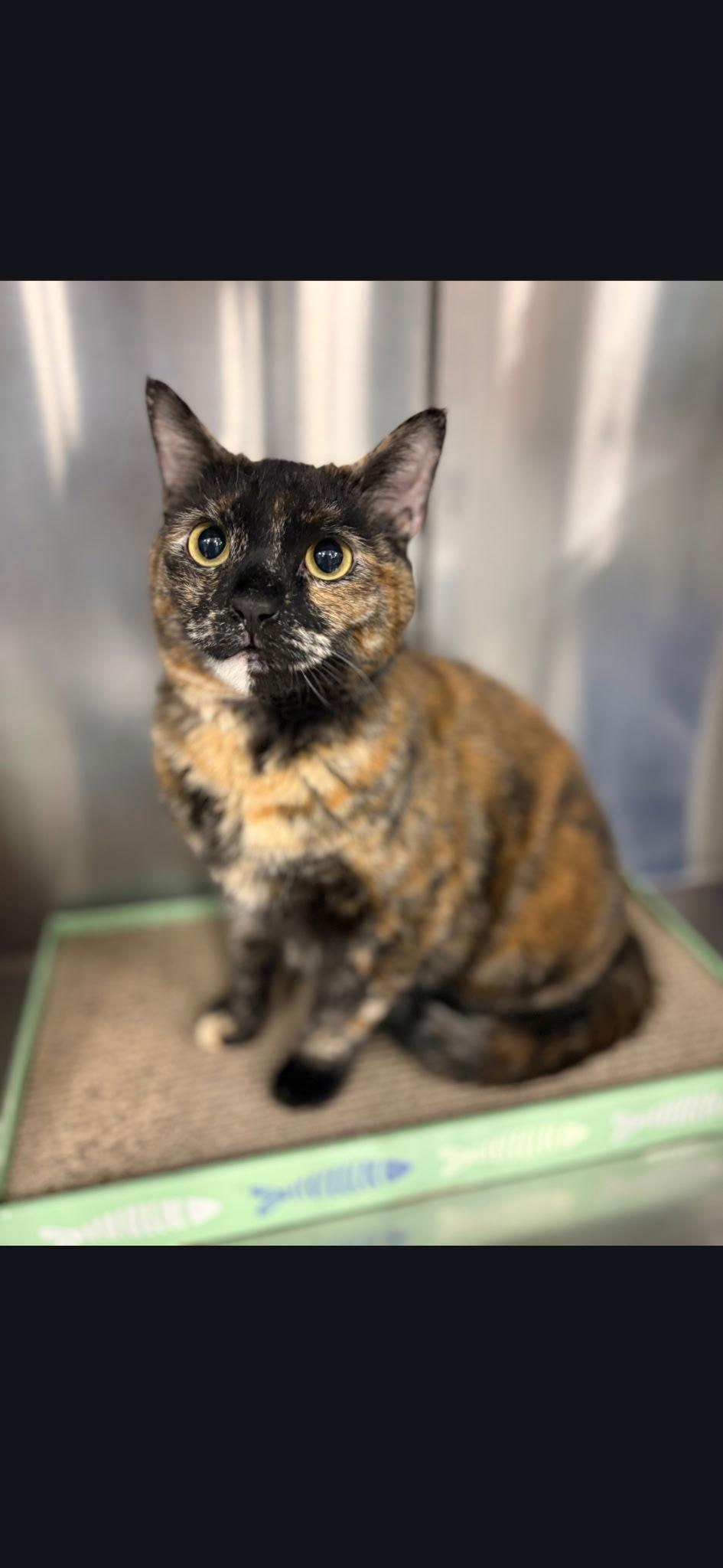 Enlarge Valentine, a Adoptable Domestic Short Hair in Wheaton, IL image 2/3