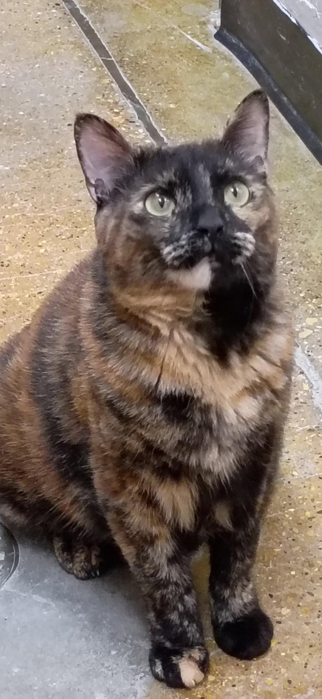 Enlarge Valentine, a Adoptable Domestic Short Hair in Wheaton, IL image 3/3