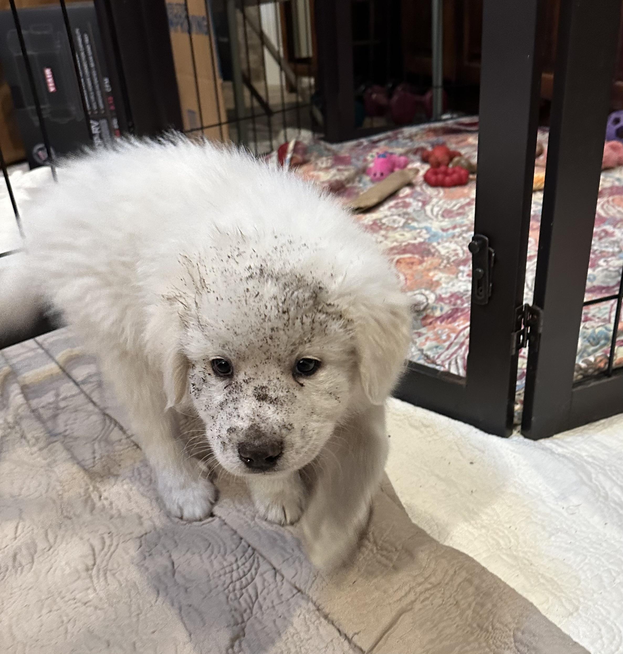 Bacon HTX, a Adopted Great Pyrenees in Quinlan, TX image 1/3