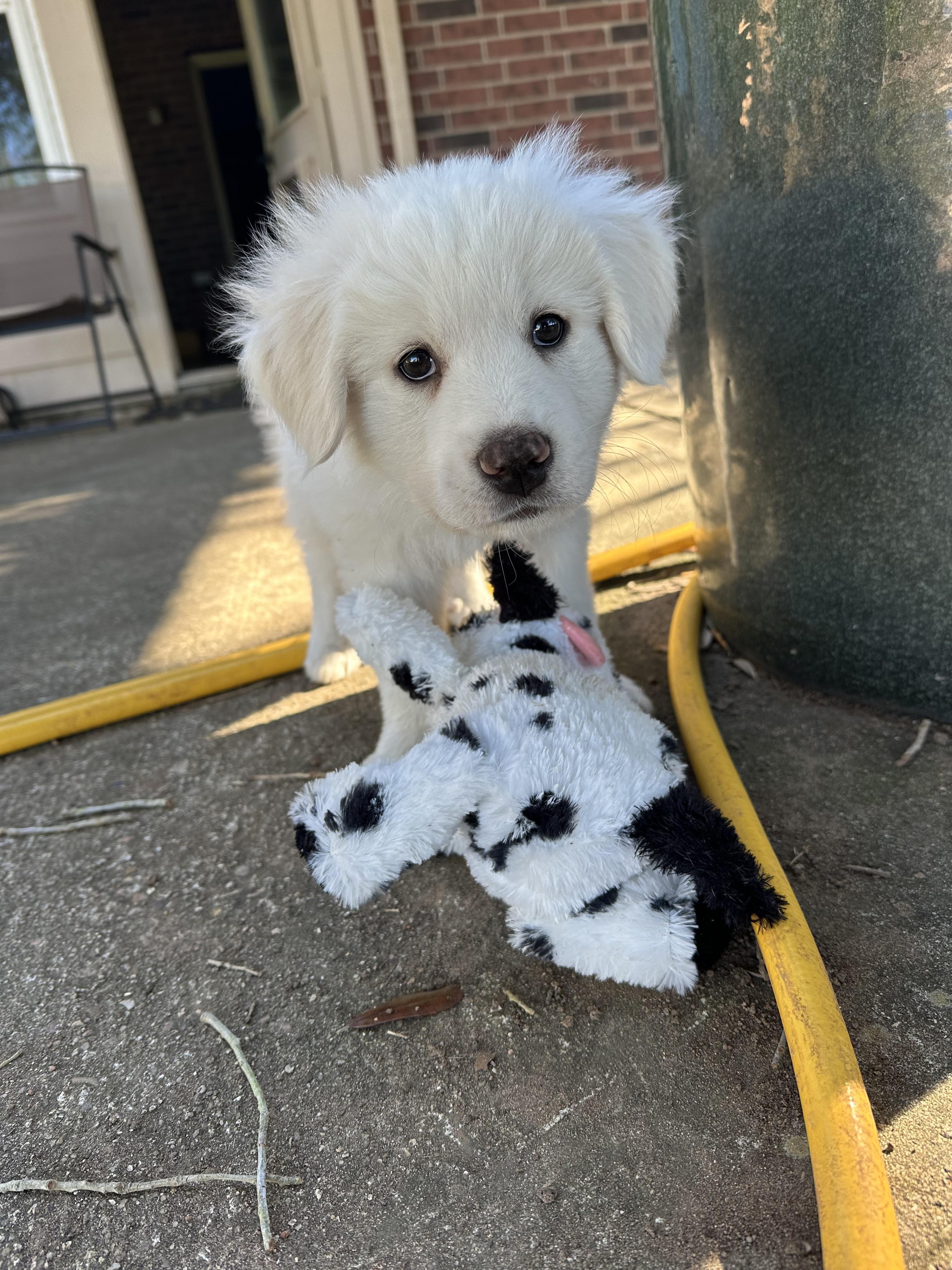 Bacon HTX, a Adopted Great Pyrenees in Quinlan, TX image 2/3