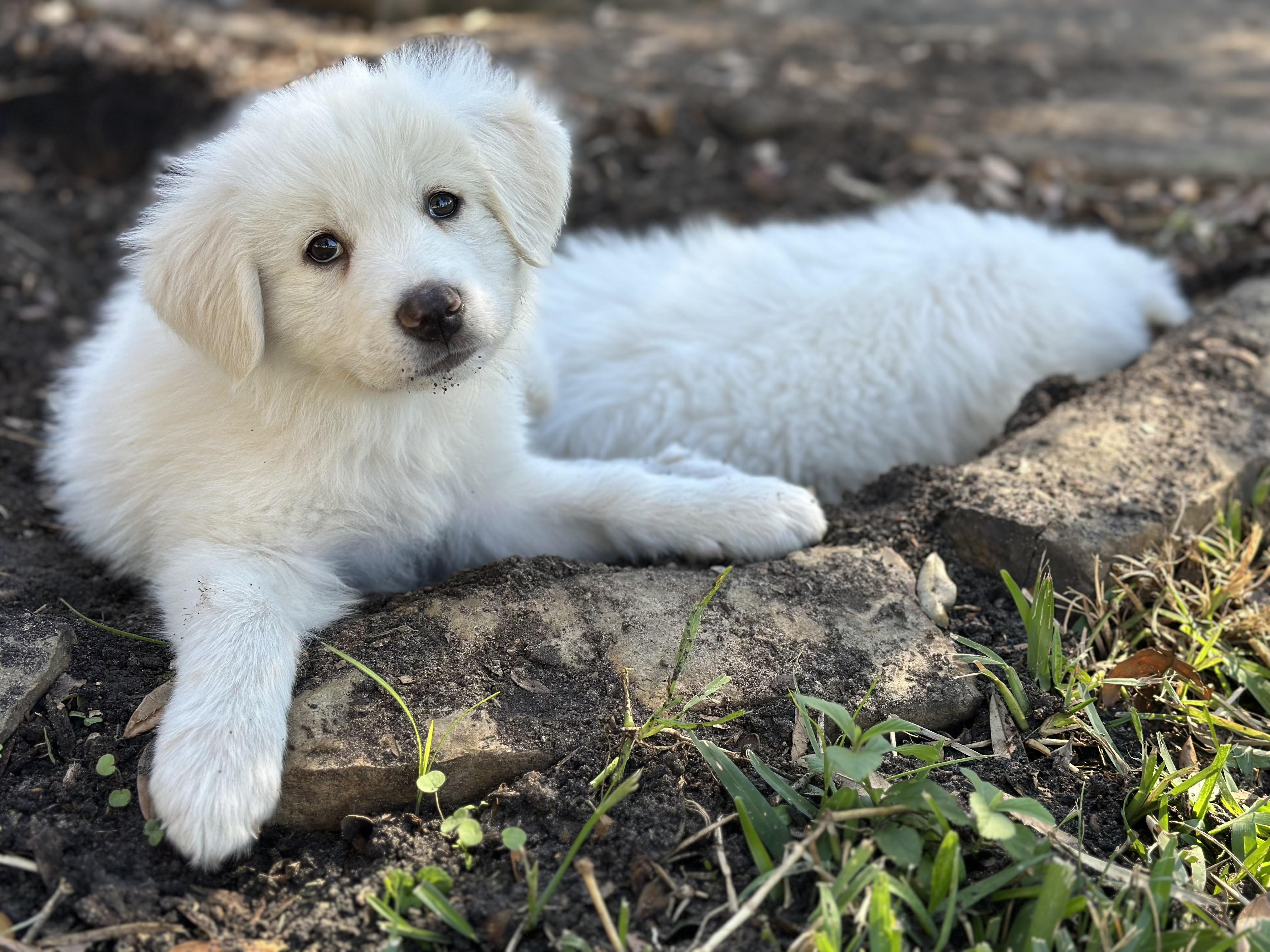 Bacon HTX, a Adopted Great Pyrenees in Quinlan, TX image 3/3