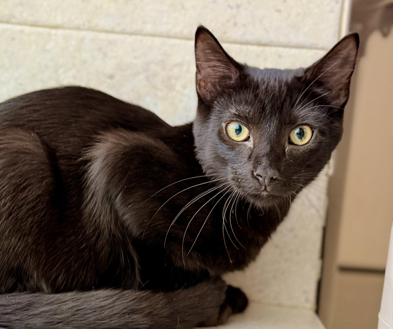 Enlarge Copperhead, a Adoptable Domestic Short Hair in Sanford, FL image 1/2