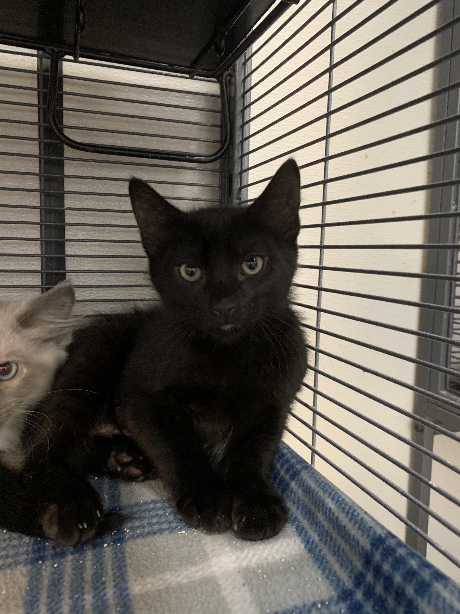 Enlarge Copperhead, a Adoptable Domestic Short Hair in Sanford, FL image 1/1