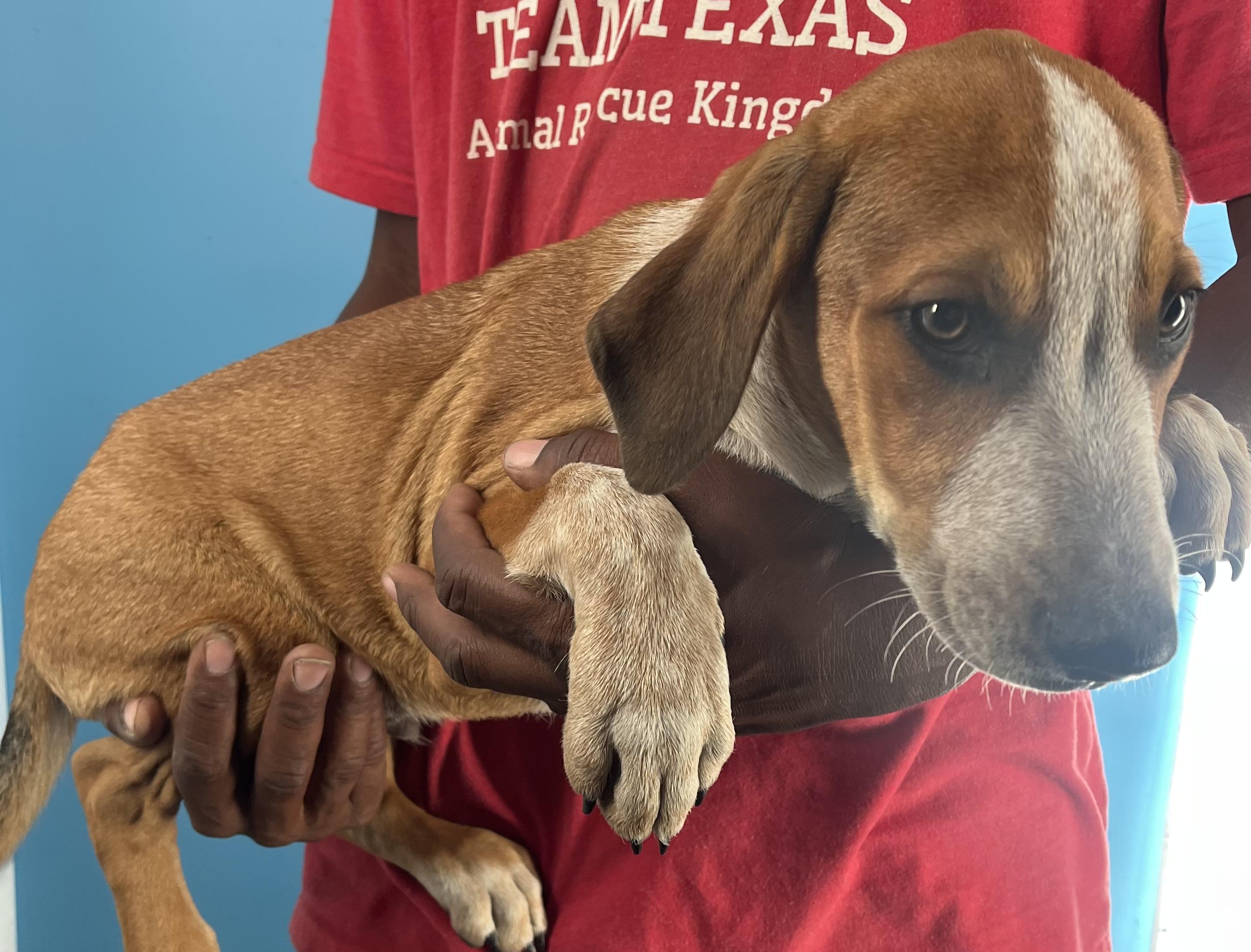 Oscar  Local Oct thumbnail 3