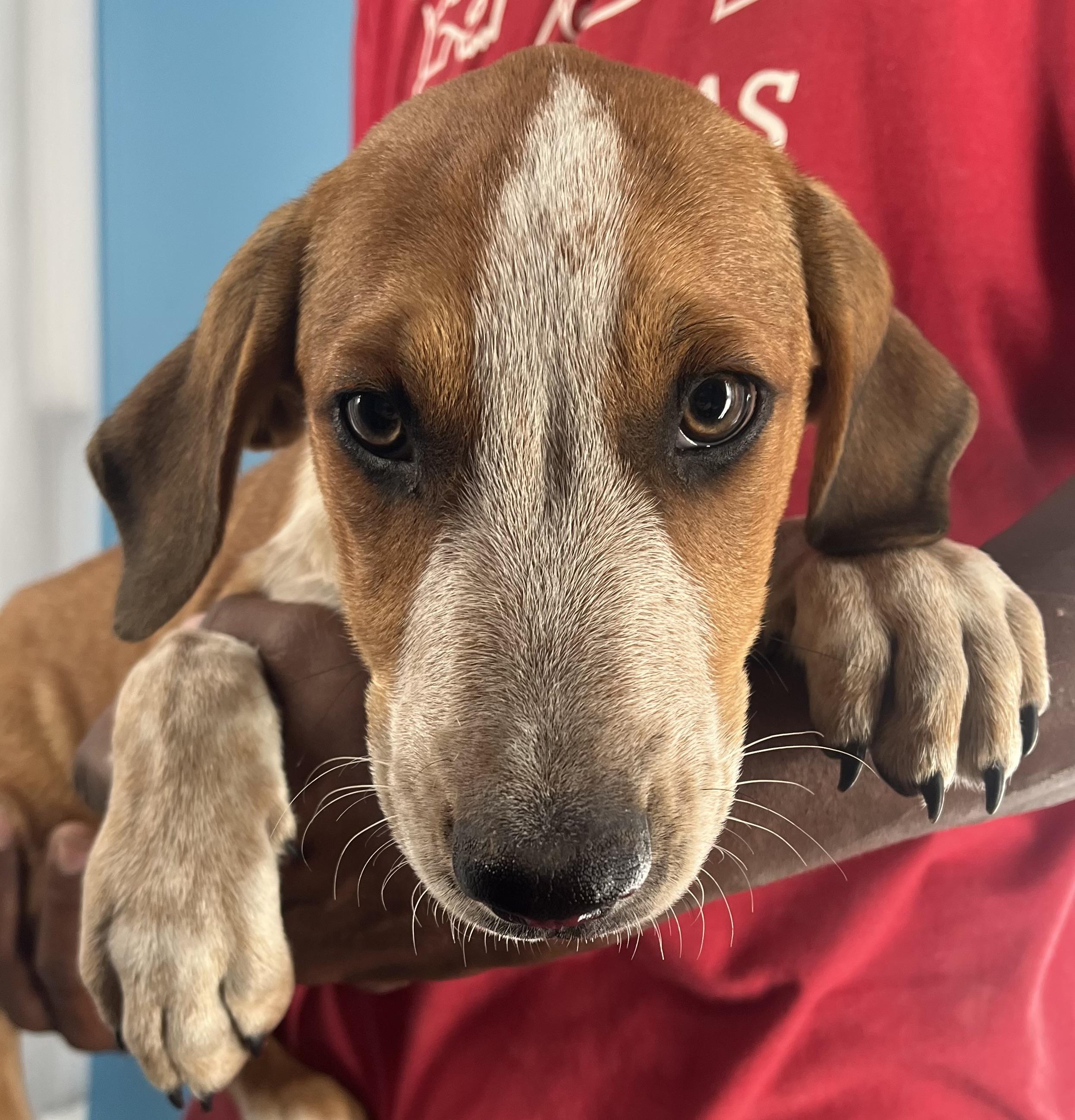 Oscar  Local Oct thumbnail 2