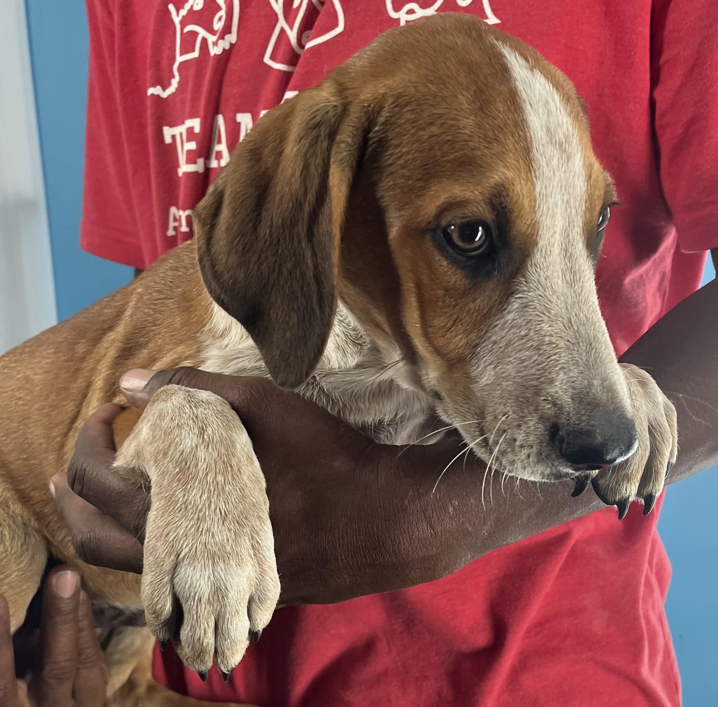 Oscar  Local Oct thumbnail 4