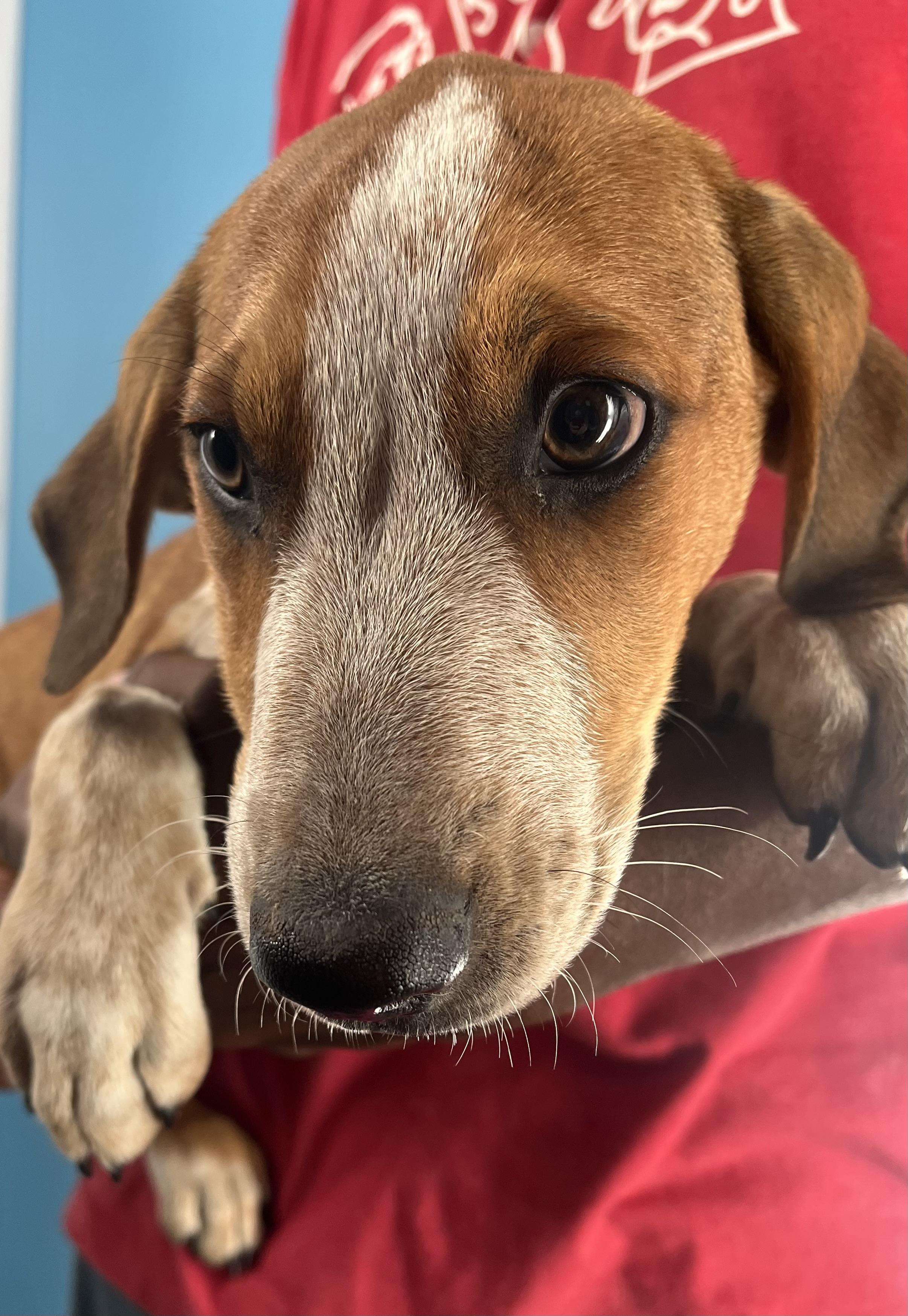 Oscar  Local Oct thumbnail 6