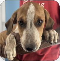 Enlarge Oscar - Local Dec 19-2`1, a Adoptable mixed breed in Happy Valley , OR image 1/1