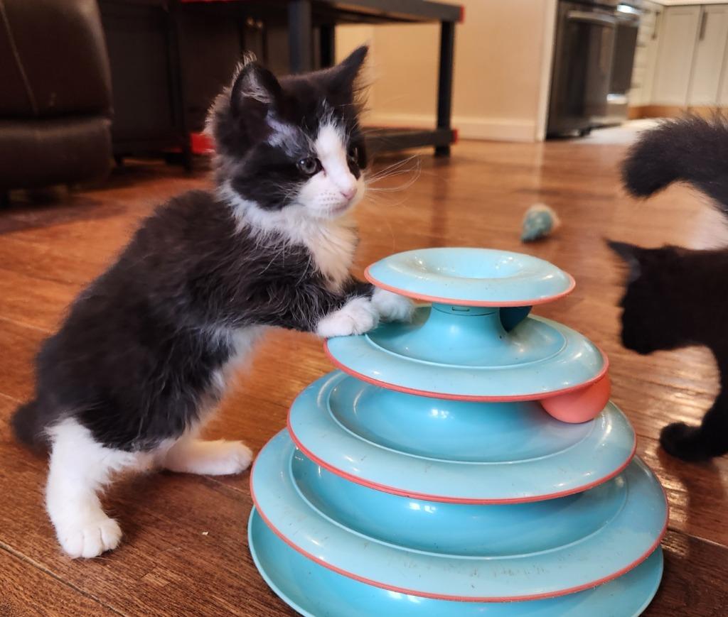 Juno — thumbnail 2