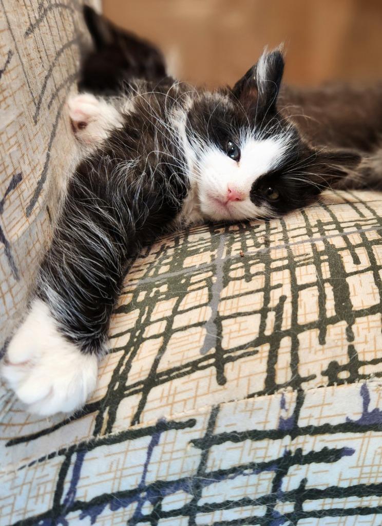 Juno — thumbnail 3