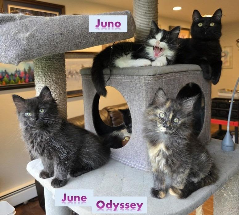 Juno — thumbnail 4