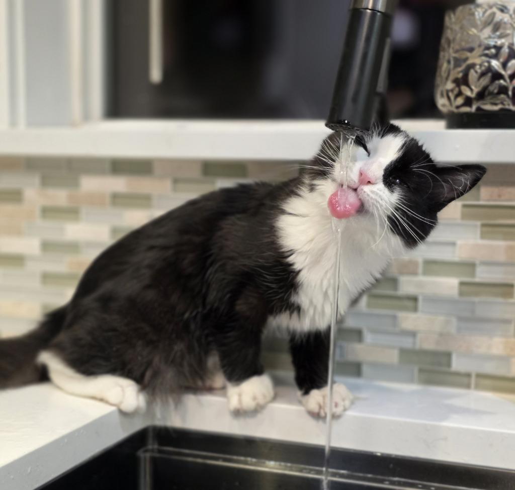 Juno — thumbnail 5