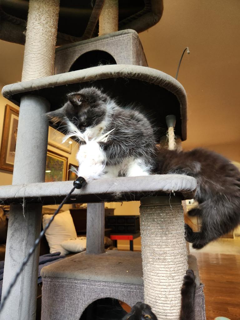 Juno — thumbnail 6