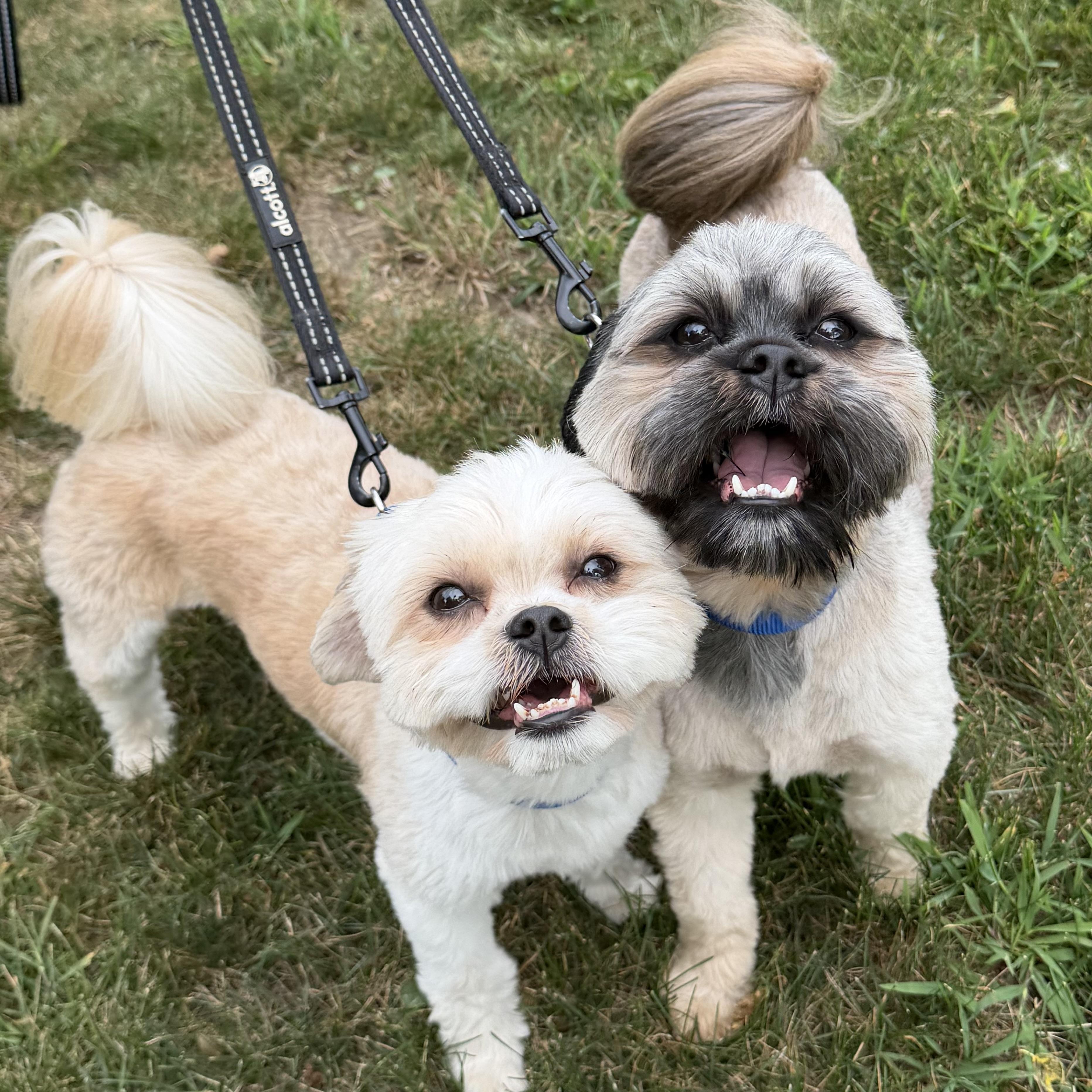 Enlarge Kane, an adoptable Shih Tzu in Libertyville, IL image 3/4