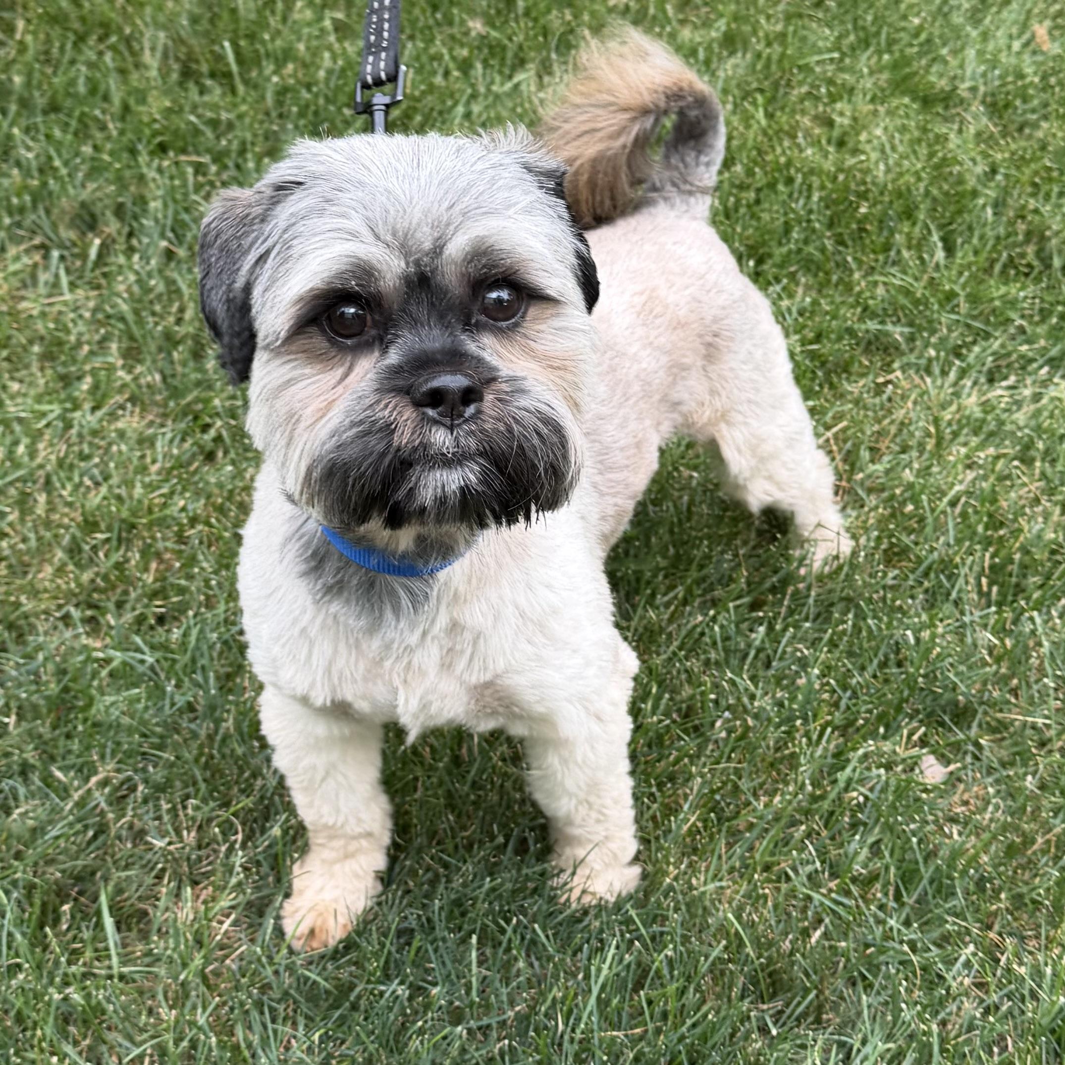 Enlarge Kane, an adoptable Shih Tzu in Libertyville, IL image 4/4