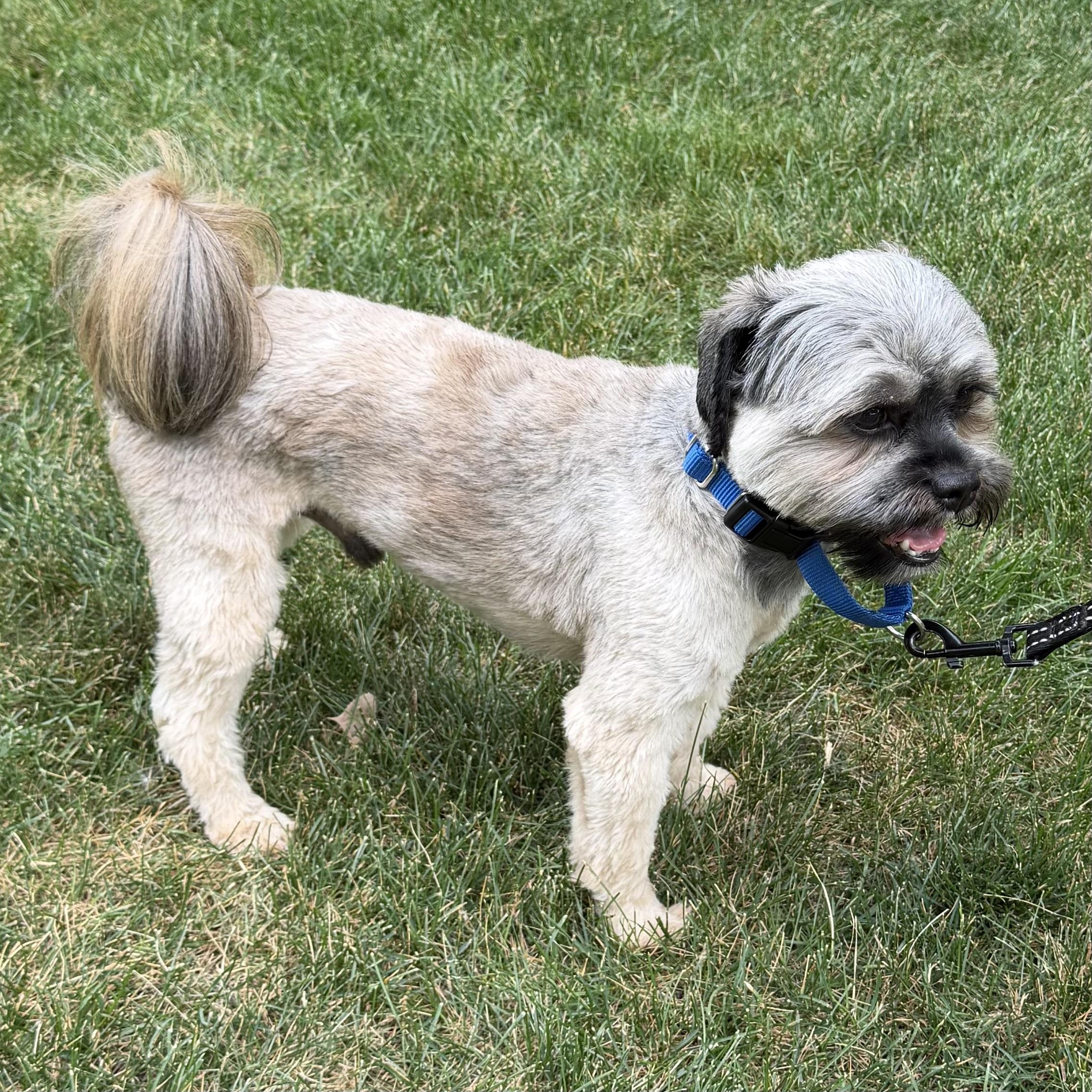 Enlarge Kane, an adoptable Shih Tzu in Libertyville, IL image 2/4
