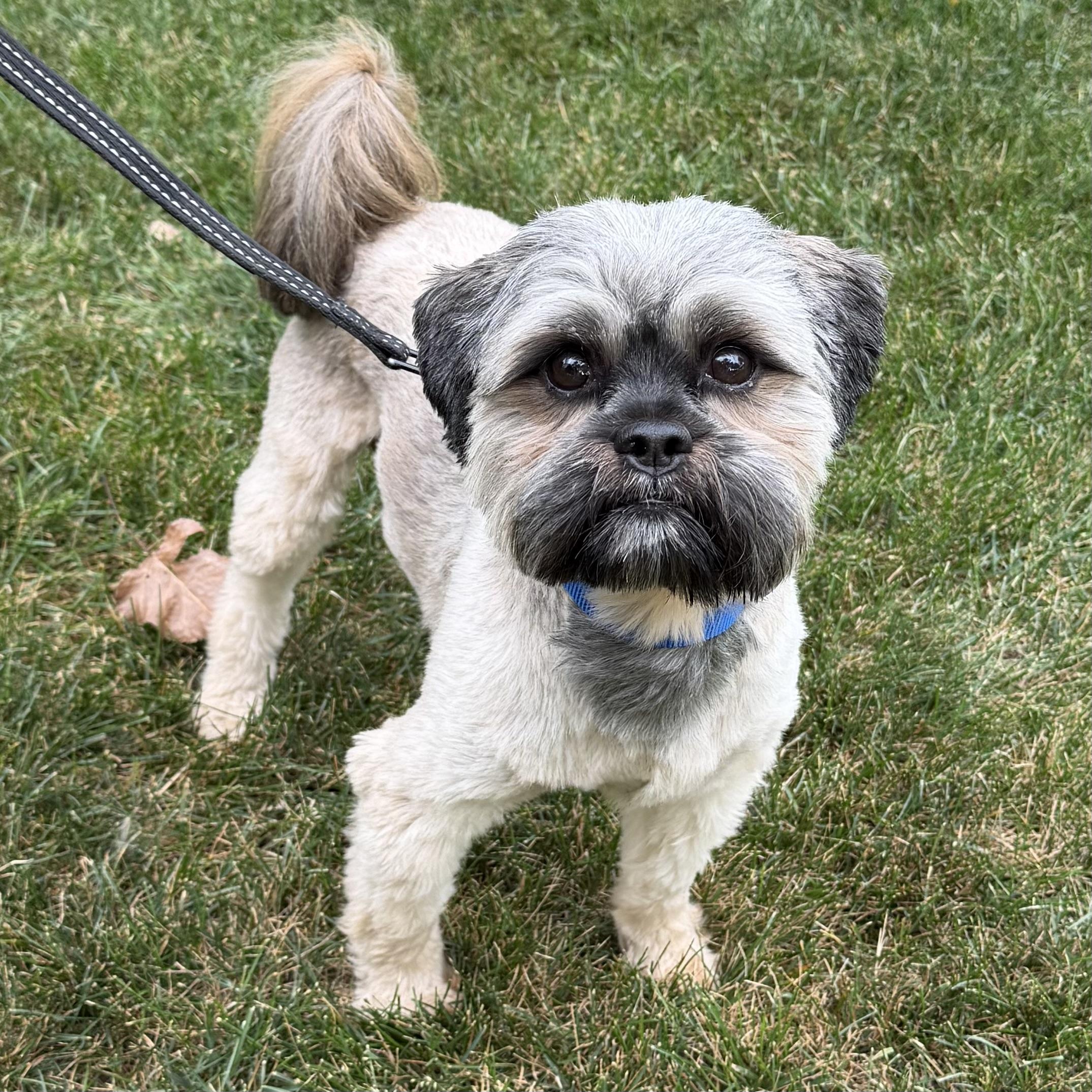 Kane, adoptable, Adult Male Shih Tzu.