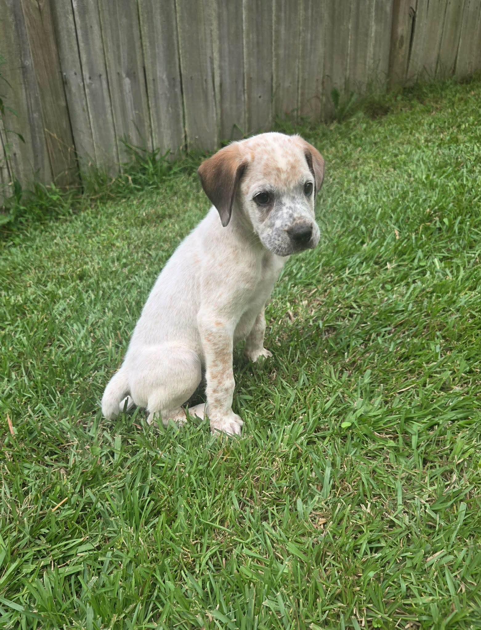 Enlarge Briggs, a Adoptable mixed breed in North Grafton, MA image 2/5