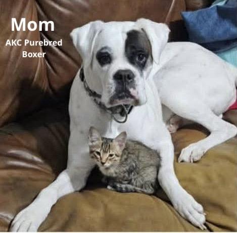 Enlarge Briggs, a Adoptable mixed breed in North Grafton, MA image 5/5