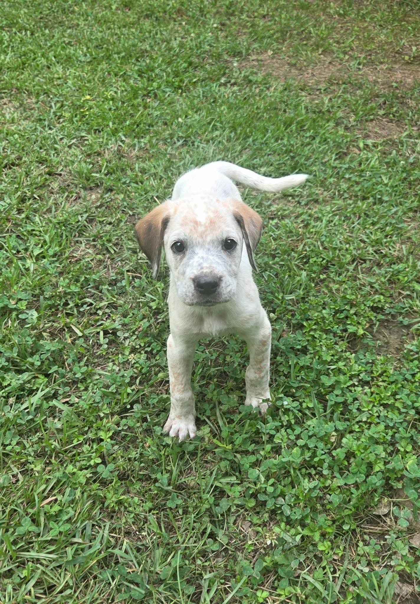 Enlarge Briggs, a Adoptable mixed breed in North Grafton, MA image 4/5