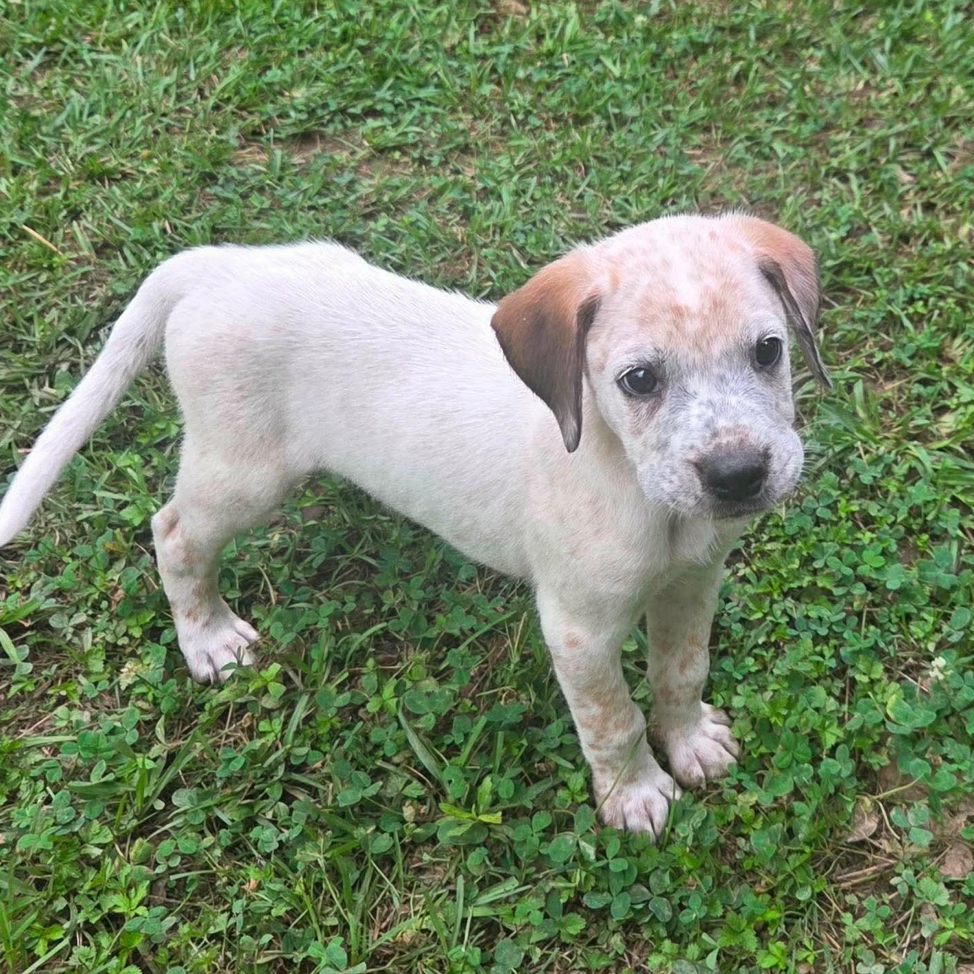 Briggs, Adoptable, Puppy Male Boxer & Australian Cattle Dog / Blue Heeler.