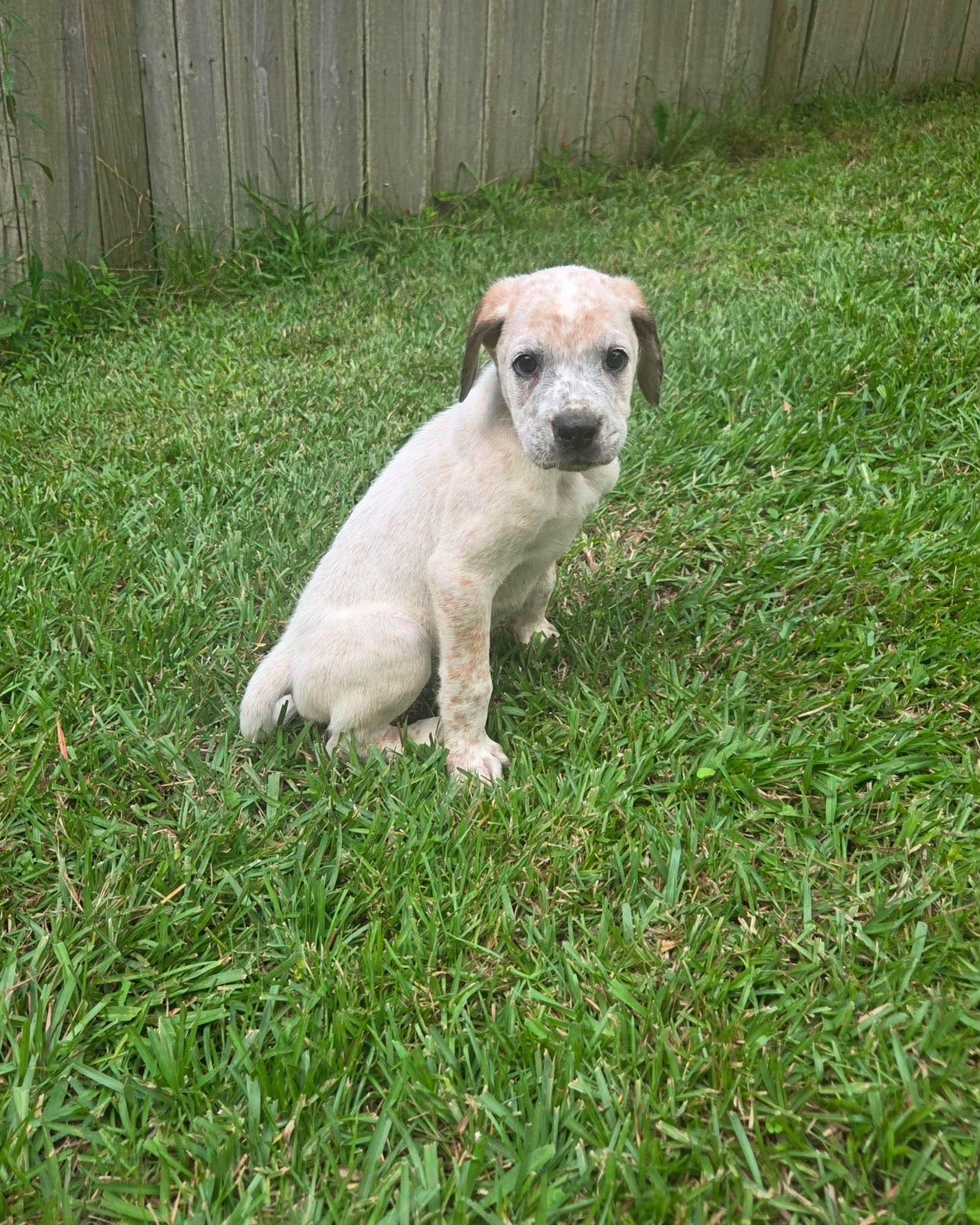 Enlarge Briggs, a Adoptable mixed breed in North Grafton, MA image 3/5