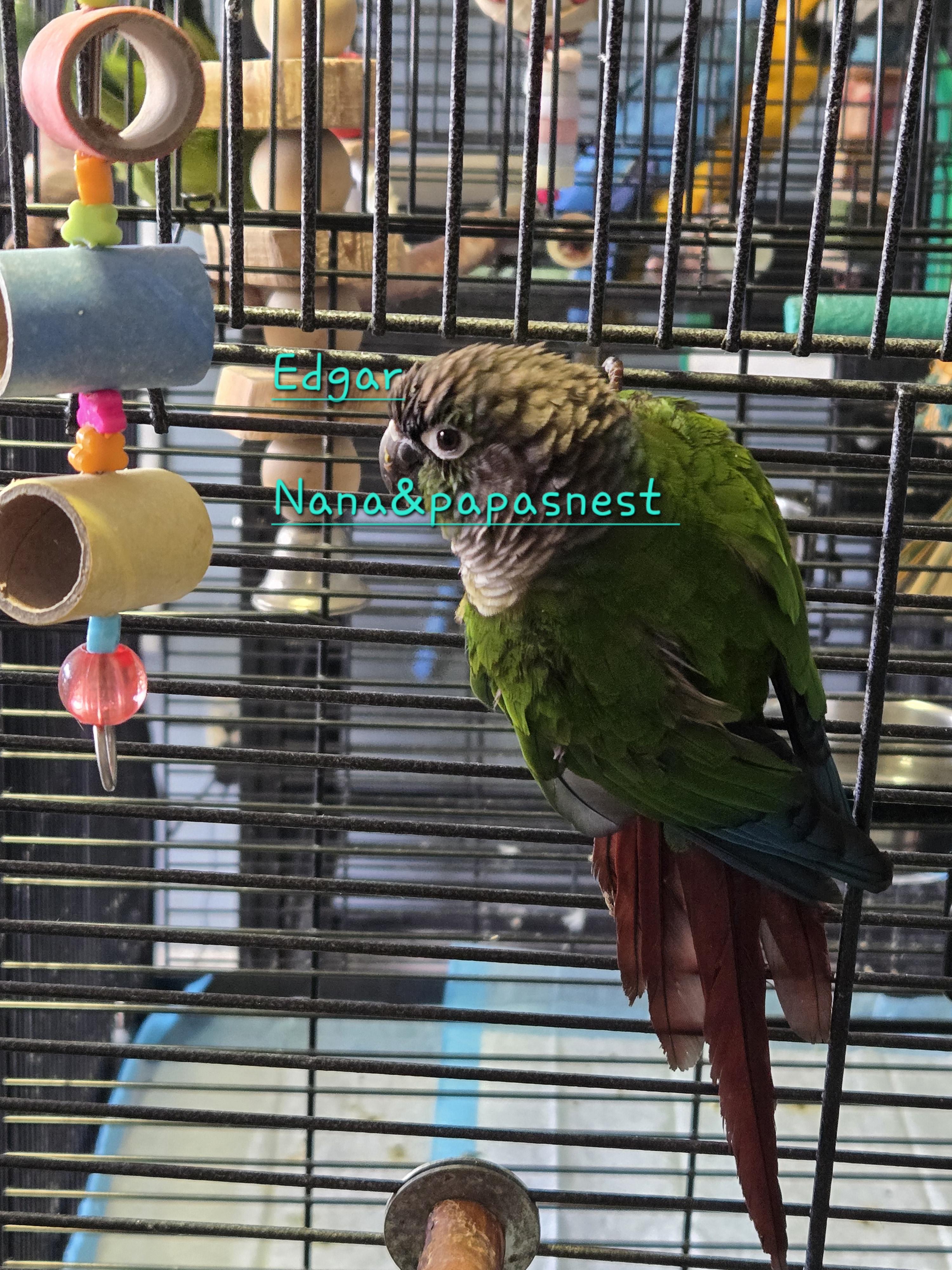 Enlarge Edgar, an adopted Conure in Wakefield, VA image 1/1
