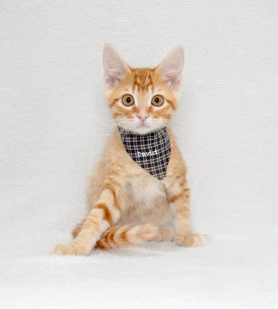 David, Adoptable, Kitten Male Domestic Short Hair.