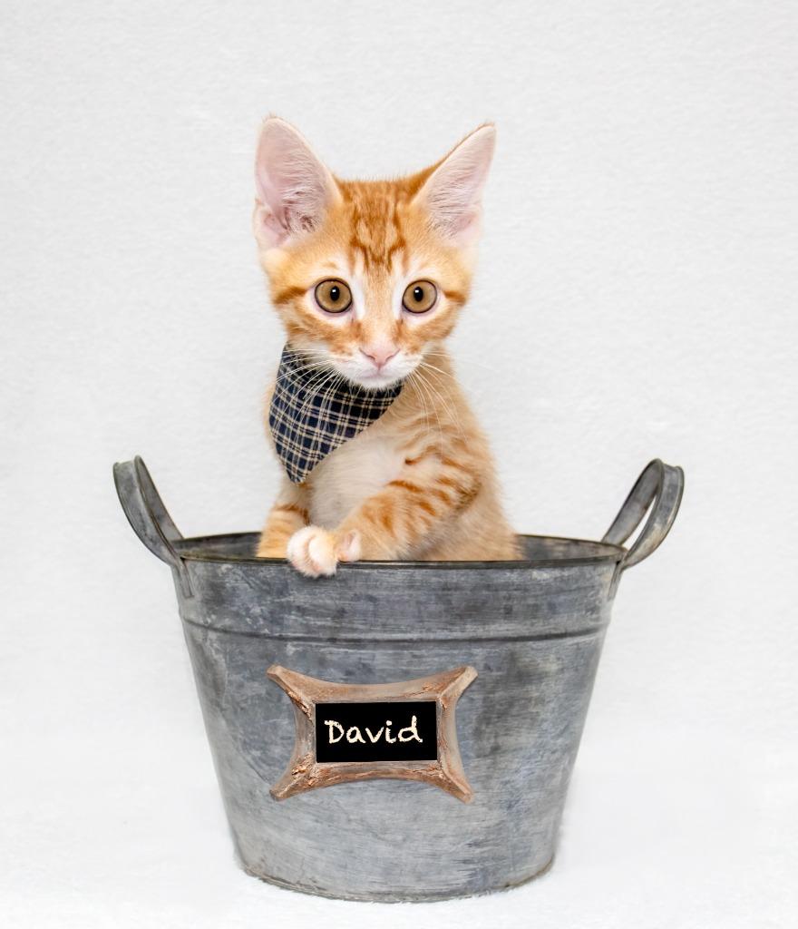 Enlarge David, a Adoptable mixed breed in Hot Springs Village, AR image 4/4